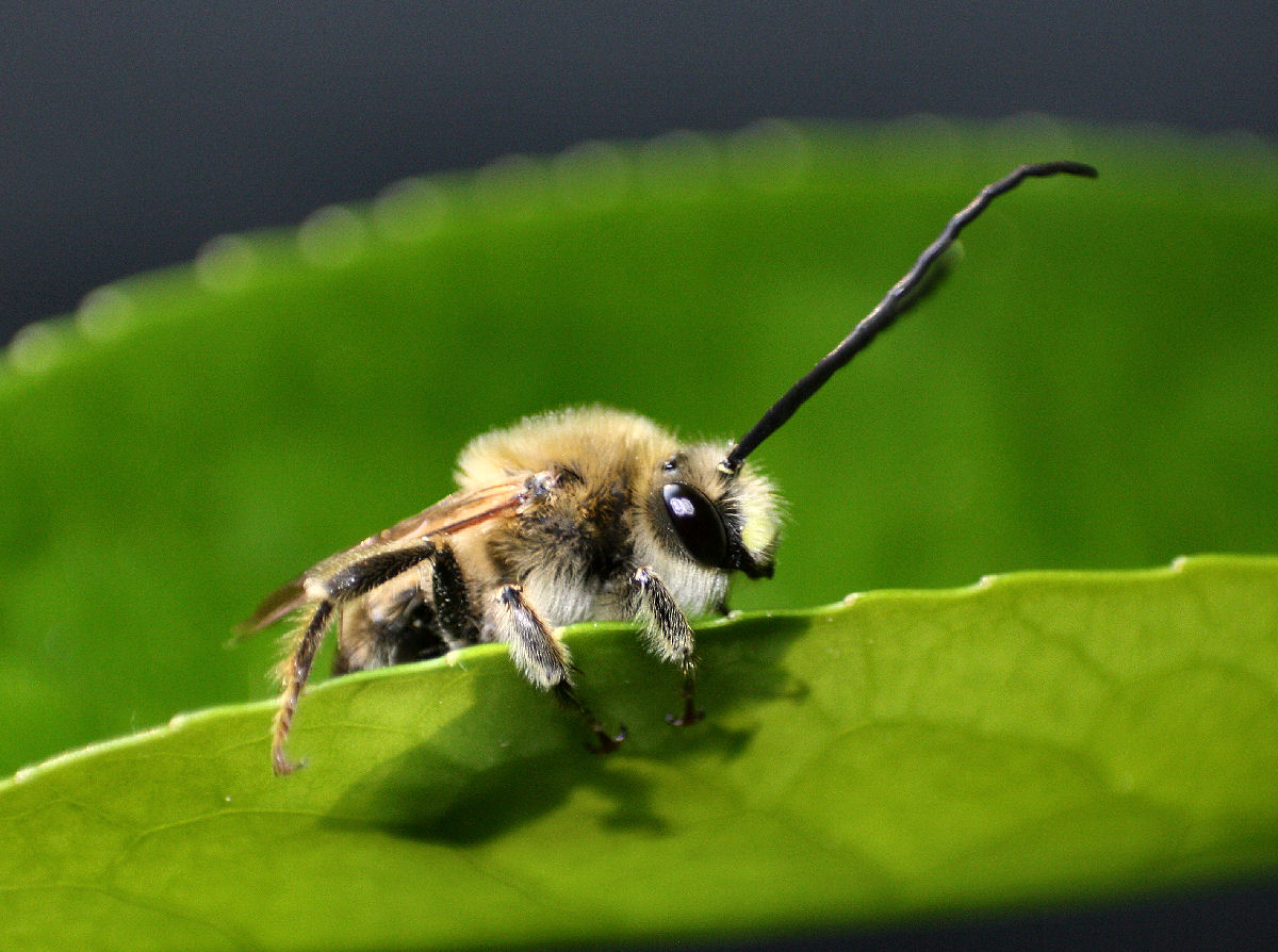 maschio di Eucera sp.